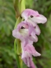 Gladiolus gregarius