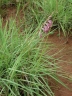 Gladiolus gregarius