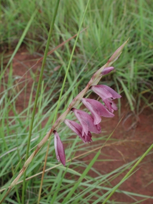 Gladiolus gregarius