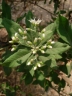Gymnanthemum amygdalinum