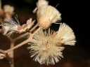 Gymnanthemum coloratum