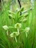 Habenaria epipactidea