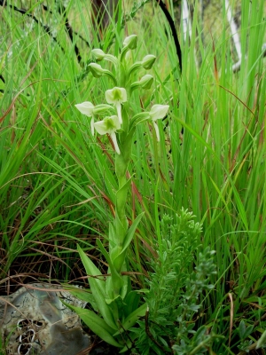 Habenaria epipactidea