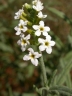 Heliotropium steudneri