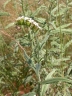 Heliotropium steudneri