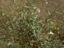 Heliotropium steudneri