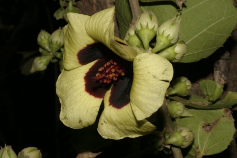 Hibiscus sterculiifolius