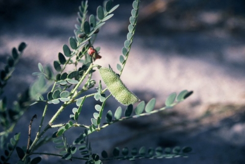 Hoffmannseggia burchellii