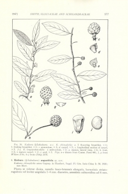 Kadsura longipedunculata