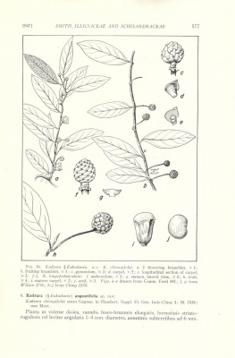 Kadsura oblongifolia