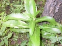 Kalanchoe laciniata