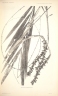 Korthalsia echinometra