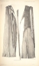 Korthalsia flagellaris