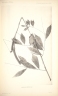 Korthalsia tenuissima