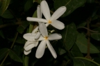 Landolphia heudelotii