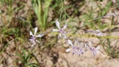 Lapeirousia bainesii