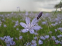 Lapeirousia coerulea