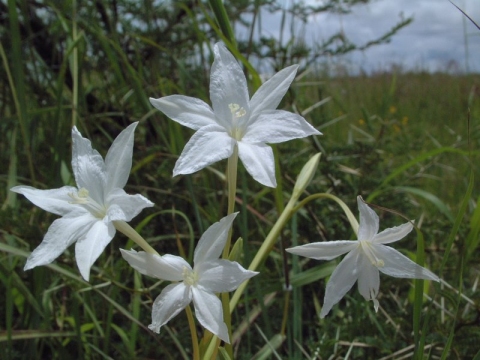 Lapeirousia schimperi