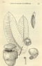 Lecythis tuyrana
