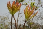 Lophira lanceolata