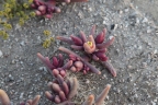 Mesembryanthemum cryptanthum