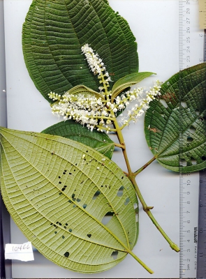 Miconia desmantha