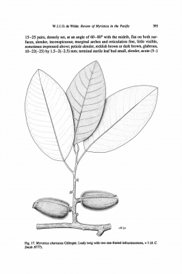 Myristica chartacea