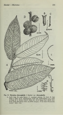 Myristica chrysophylla