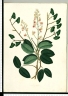 Peltogyne paniculata