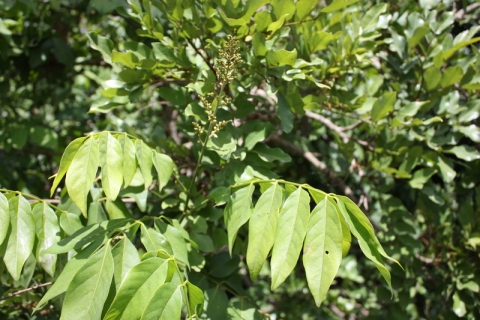 Philenoptera cyanescens