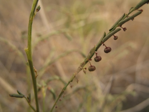 Phyllanthus pentandrus