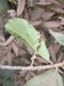 Pouteria alnifolia