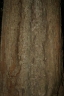 Pouteria alnifolia