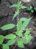 Pouzolzia guineensis