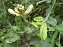 Psophocarpus palustris