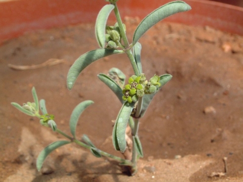 Raphionacme velutina