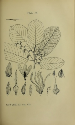 Shorea platycarpa