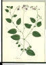 Solanum caripense