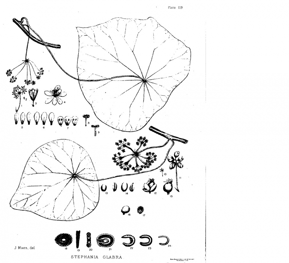 Stephania glabra