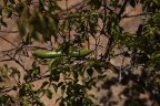 Strophanthus amboensis