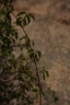 Strophanthus amboensis