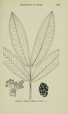 Syzygium curranii