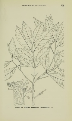 Syzygium mananquil