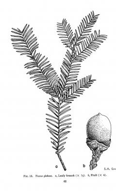 Taxus globosa