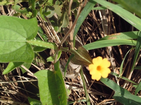 Thunbergia aurea