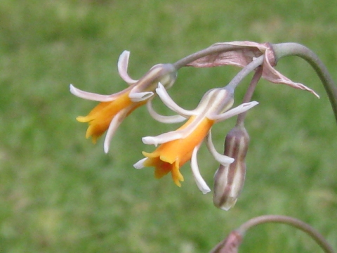 Tulbaghia leucantha