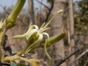 Vangueriopsis lanciflora