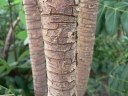 Vangueriopsis lanciflora