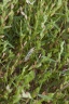 Zornia glochidiata