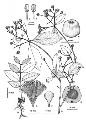 Syzygium sharonae
